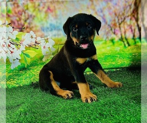 Rottweiler Puppy for sale in SPANAWAY, WA, USA