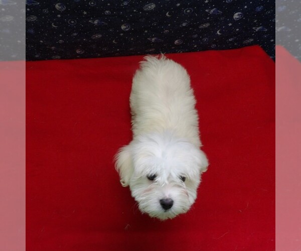 Medium Photo #11 Maltese Puppy For Sale in PATERSON, NJ, USA