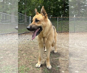 German Shepherd Dog Dogs for adoption in Milner, GA, USA