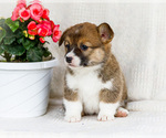 Small Photo #3 Pembroke Welsh Corgi Puppy For Sale in WAKARUSA, IN, USA