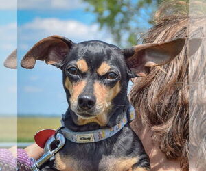 Medium Chiweenie