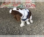 Small Photo #7 Cavalier King Charles Spaniel Puppy For Sale in SHELBYVILLE, KY, USA