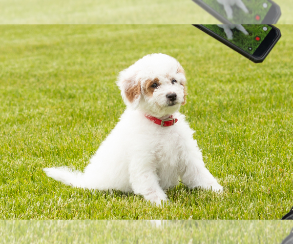 Medium Photo #5 Goldendoodle (Miniature) Puppy For Sale in WOLCOTTVILLE, IN, USA
