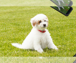 Small #4 Goldendoodle (Miniature)