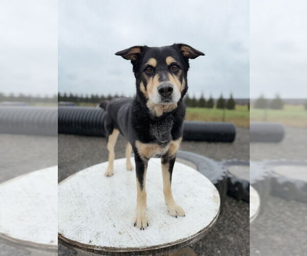 Medium Photo #8 Mutt Puppy For Sale in Bellingham, WA, USA