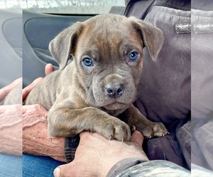 Cane Corso Puppy for Sale in CLARK FORK, Idaho USA