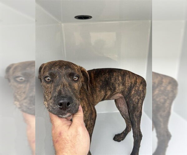 Medium Photo #1 Plott Hound-Unknown Mix Puppy For Sale in Houston, TX, USA