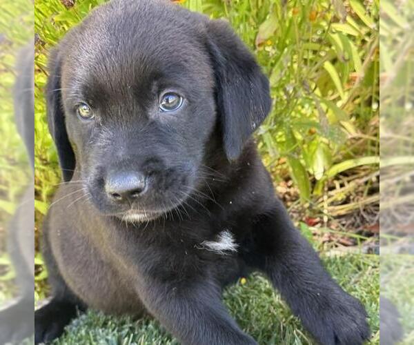 Medium Photo #3 Catahoula Leopard Dog-Labrador Retriever Mix Puppy For Sale in San Diego, CA, USA