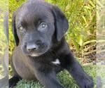 Small #2 Catahoula Leopard Dog-Labrador Retriever Mix