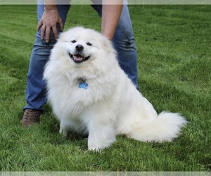 Mother of the American Eskimo Dog puppies born on 01/18/2025