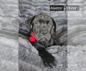 Cane Corso Puppy for sale in MINERAL WELLS, WV, USA