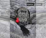 Image preview for Ad Listing. Nickname: Alastor