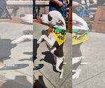 Small #12 American Pit Bull Terrier