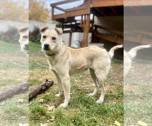 Medium Photo #9 Collie-Unknown Mix Puppy For Sale in Sandy, UT, USA