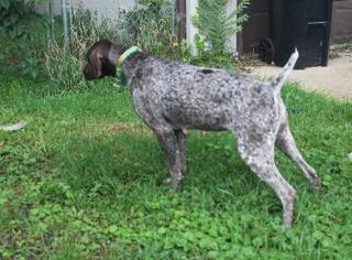 Mother of the German Shorthaired Pointer puppies born on 06/30/2016