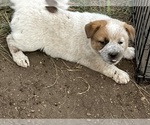 Small #5 Australian Cattle Dog