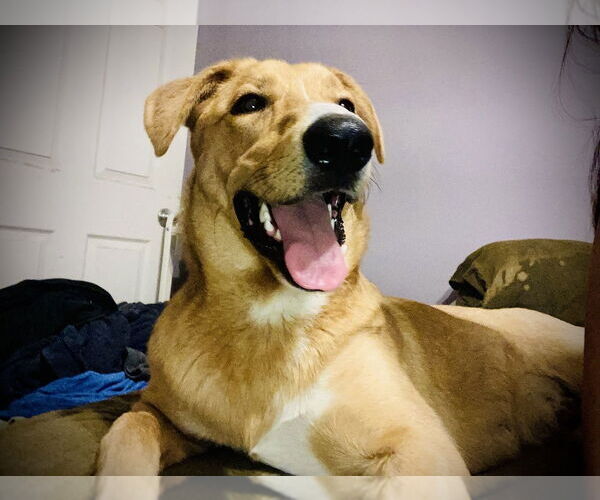 Medium Photo #1 Carolina Dog-Labrador Retriever Mix Puppy For Sale in Aurora, IN, USA