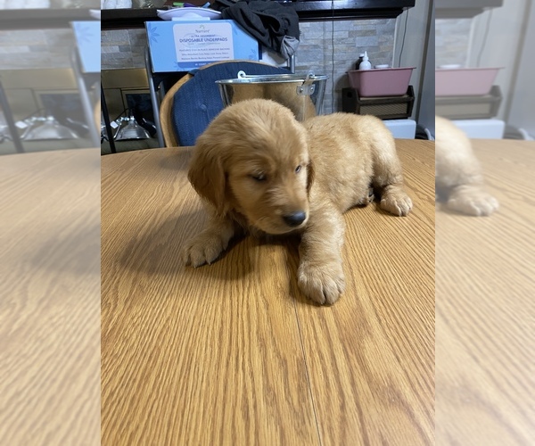 Medium Photo #16 Golden Retriever Puppy For Sale in BRANDON, FL, USA