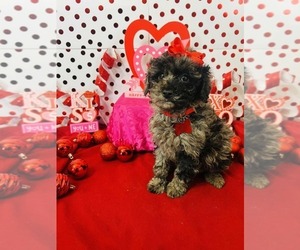 Poodle (Miniature) Puppy for sale in INDIANAPOLIS, IN, USA