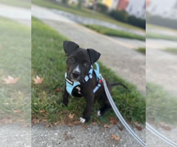 Medium Photo #3 Labrador Retriever-Unknown Mix Puppy For Sale in Germantown, OH, USA