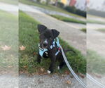 Small #2 Labrador Retriever Mix