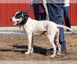 Small #3 Boxer Mix