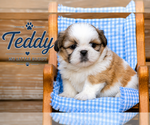 Image preview for Ad Listing. Nickname: Litter of 2