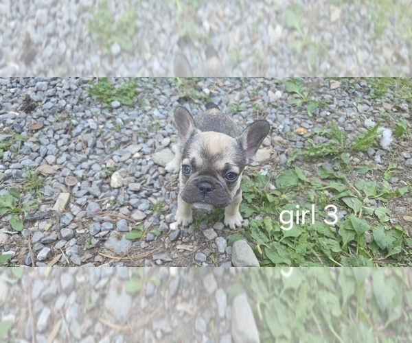 Medium Photo #7 French Bulldog Puppy For Sale in MAPLETON, ME, USA