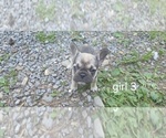 Small #6 French Bulldog
