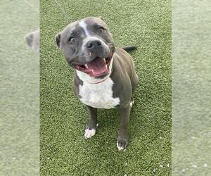 Mutt Dogs for adoption in Fayetteville, NC, USA