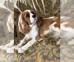 Image preview for Ad Listing. Nickname: Angus