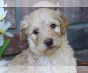Goldendoodle Puppy for sale in FAIR GROVE, MO, USA