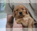 Small Photo #2 Golden Retriever Puppy For Sale in SAN ANTONIO, TX, USA