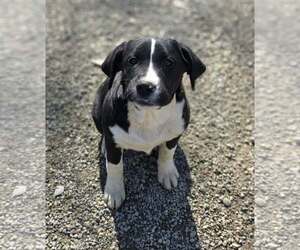 Pearl - Female Saint Bernard-Unknown Mix Dog for Adoption - Photo #5