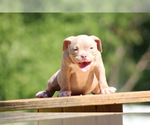 Small Photo #19 American Bully Puppy For Sale in MOUNT OLIVE, AL, USA