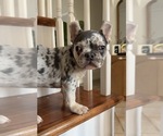 Small #1 French Bulldog