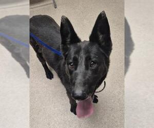 German Shepherd Dog Dogs for adoption in Bakersfield, CA, USA