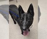 Small German Shepherd Dog