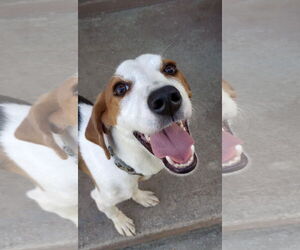 American Foxhound-Unknown Mix Dogs for adoption in Dahlgren, VA, USA