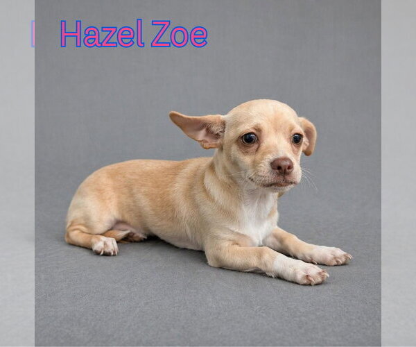 Medium Photo #7 Chiweenie Puppy For Sale in San Antonio, TX, USA