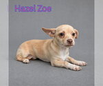 Small #6 Chiweenie