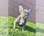 Small Photo #17 French Bulldog Puppy For Sale in LOS ANGELES, CA, USA