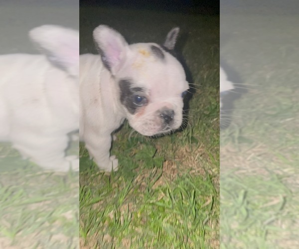 Medium Photo #16 French Bulldog Puppy For Sale in ARLETA, CA, USA