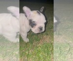 Small #15 French Bulldog