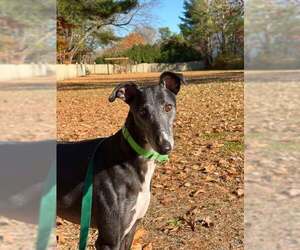 Greyhound Dogs for adoption in Cherry Hill, NJ, USA