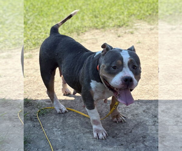 Medium Photo #4 American Pit Bull Terrier-Unknown Mix Puppy For Sale in Virginia Beach, VA, USA