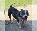 Small #3 American Pit Bull Terrier Mix