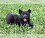 Puppy Sophie Pomsky