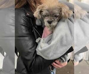 Shih Tzu Dogs for adoption in W Hollywood, CA, USA