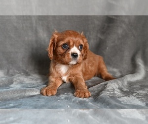 Cavalier King Charles Spaniel Puppy for sale in MILLERSBURG, OH, USA